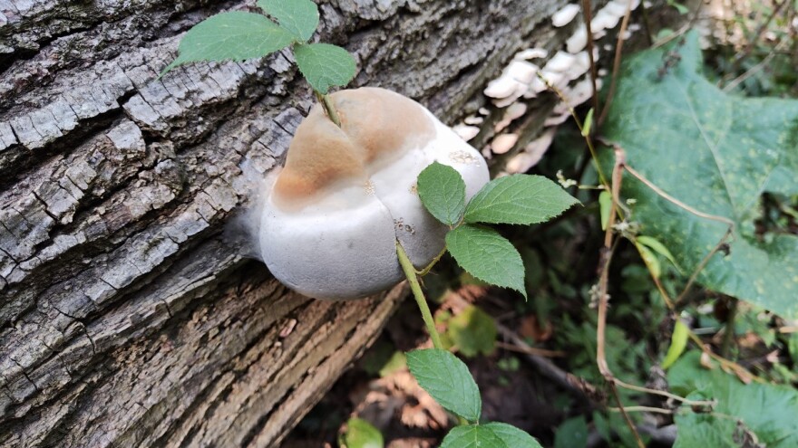 Između gljive i drveta: Šta je trud?