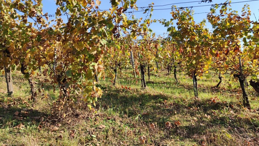 Zaštitite vinovu lozu zagrtanjem - ali, kada?