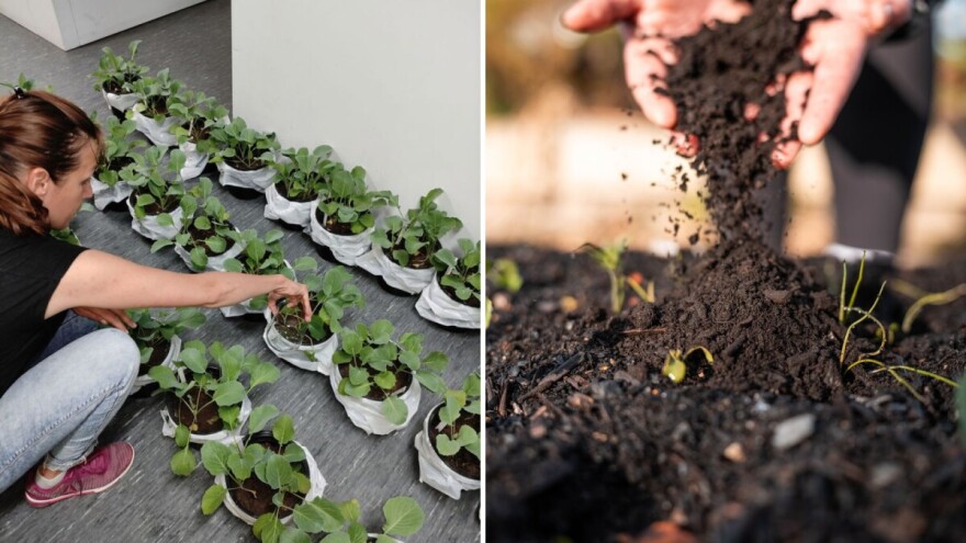 Mogu li bakterije iz tla zaštititi biljke od suše?