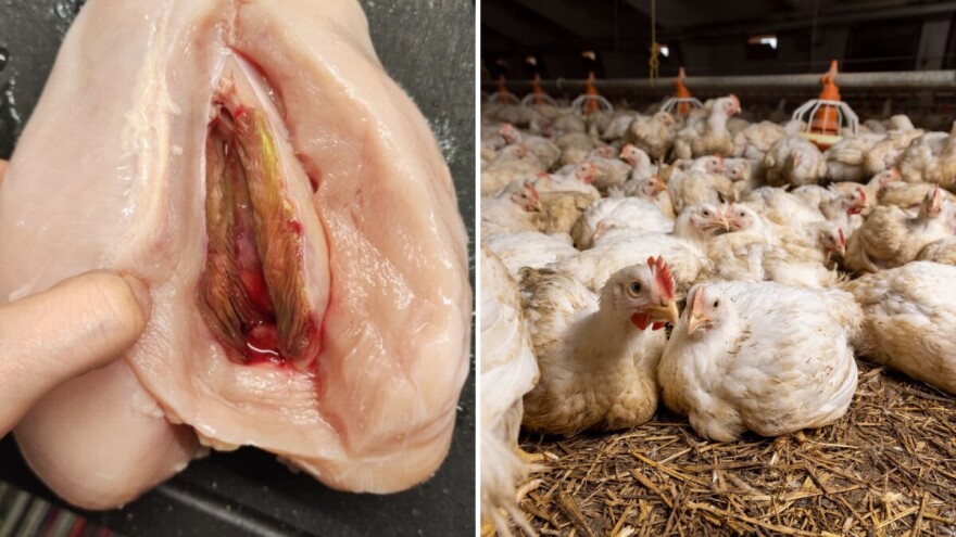 Zašto je bijelo pileće meso zelene boje?