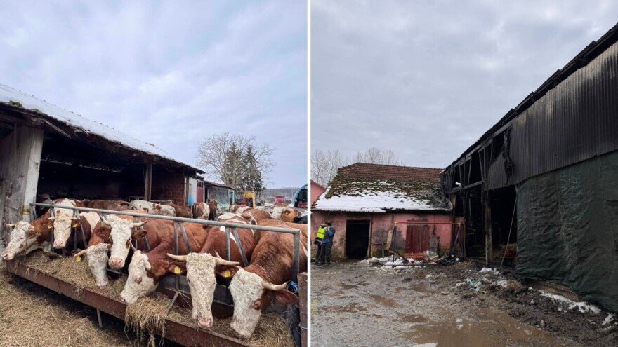 Tuga na farmi u Repašu: Od posljedica požara uginulo jedno mlado govedo