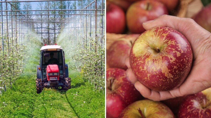 Pesticidi u EU jabukama: Hrvatska među zemljama s visokom razinom kontaminacije?