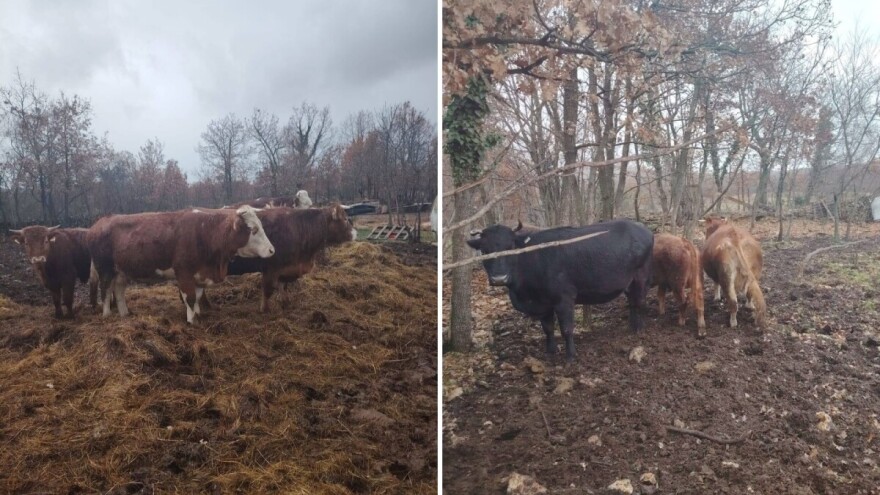 Prije četiri dana nestalo pet krava na području Svilaje