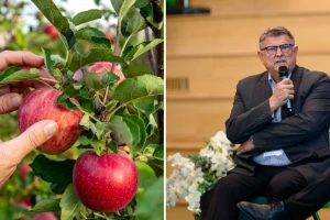 Branimir Markota: Tvrdnje o opasnosti "većine hrvatskih jabuka" nisu utemeljene