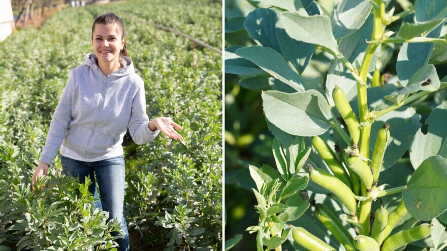 Uspjeli smo, bob je povrće!