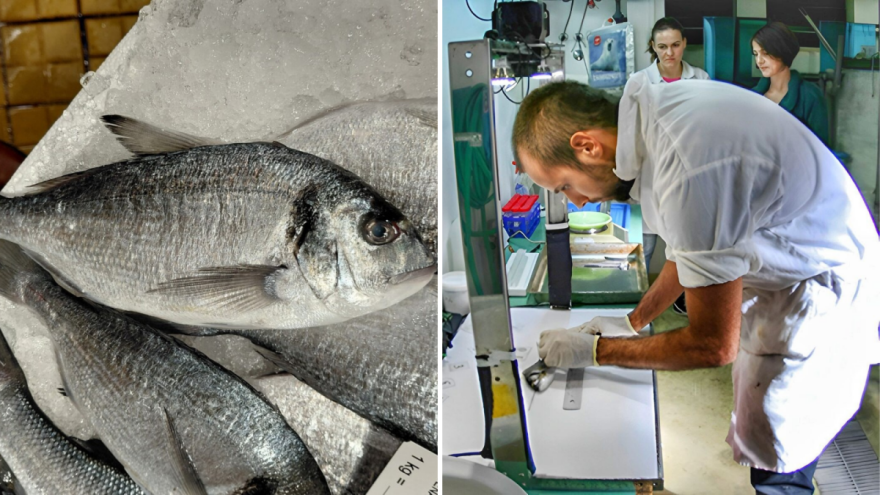 Kako razlikovati divlju od uzgojene ribe?