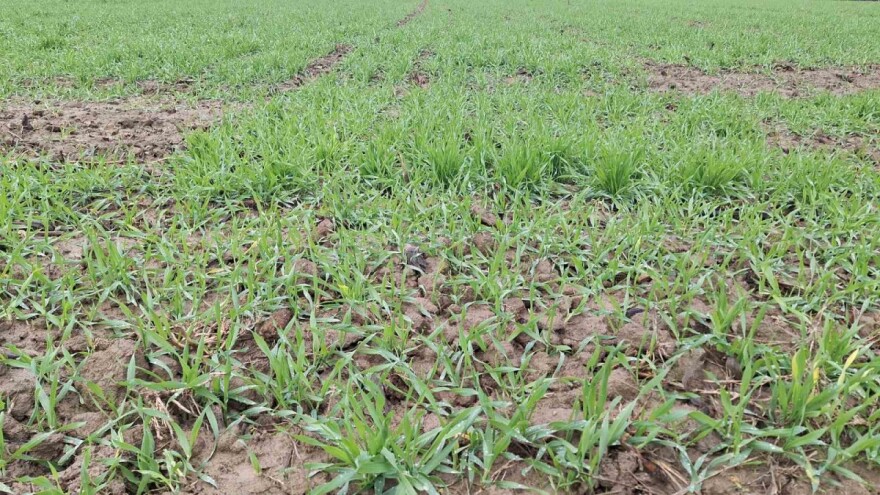 Kakvo je stanje ozimih usjeva, ima li bolesti?