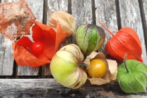 Tri vrste roda Physalis - nazivaju ih jagodom, rajčicom i paprikom