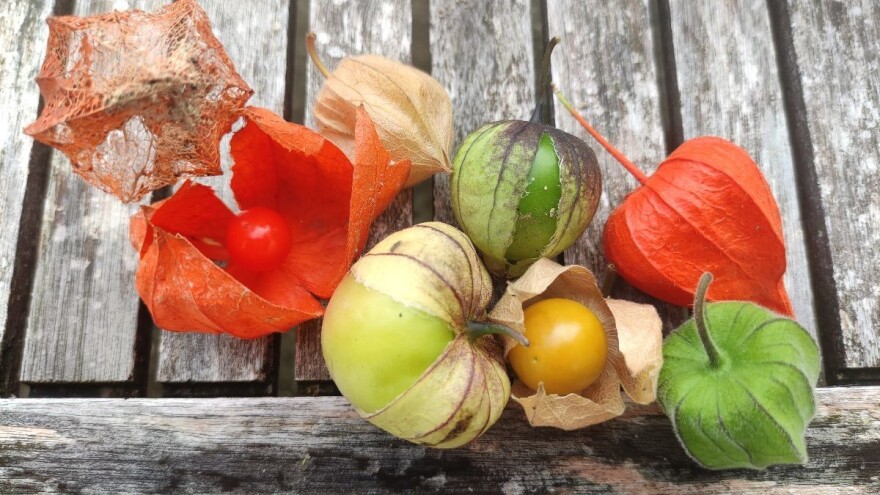 Tri vrste roda Physalis - nazivaju ih jagodom, rajčicom i paprikom