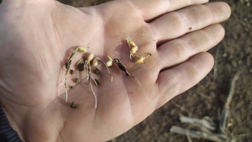 Posijao pšenicu u decembru - nije stigao ranije. Čemu može da se nada?