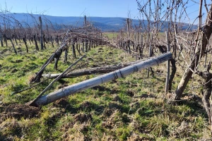 Kako postaviti stubove za vinovu lozu i povećati im trajnost?