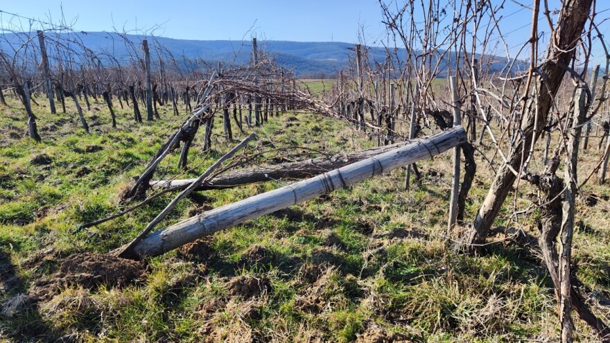Kako postaviti stubove za vinovu lozu i povećati im trajnost?