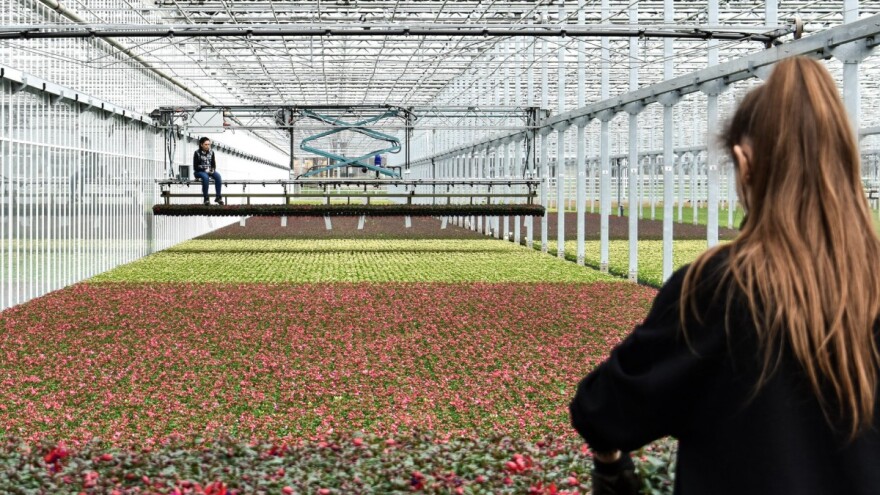 Koliko fudbalskih igrališta stane u najveći evropski staklenik?