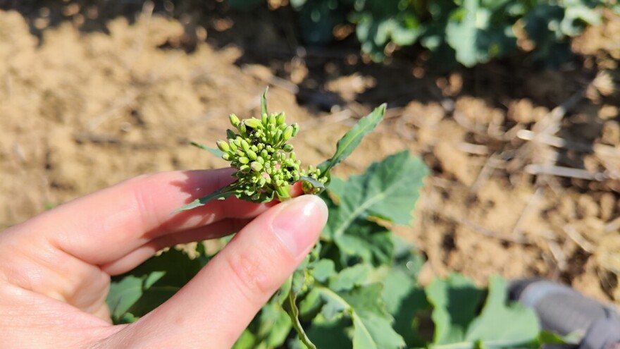 Jutarnji mrazevi do petka, repičin sjajnik ugrožava useve