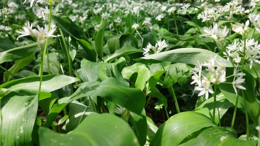 Sremuš moćniji od bijelog luka: Za što se koristi prema narodnoj medicini?