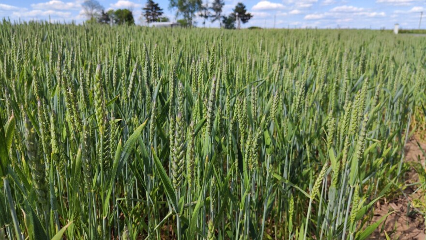 Od četvrtka nestabilno, sa češćom kišom, vetrom i padom temperature