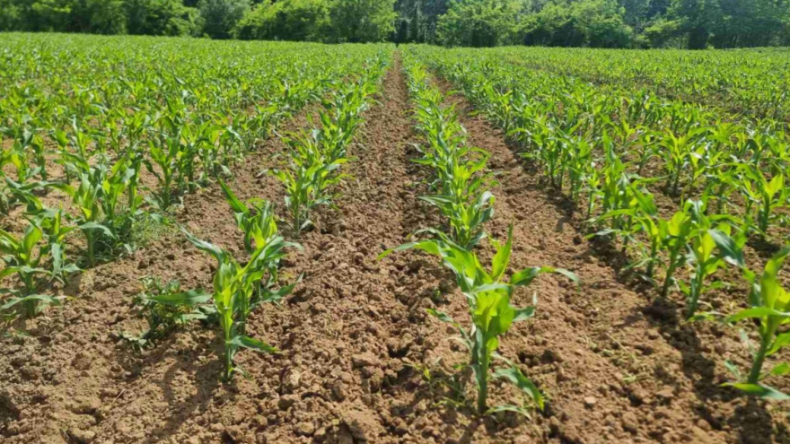 Korov u kukuruzu krenuo nicati - kako se izboriti s njim?