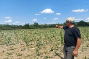 Šteta od grada u selima Velikog Gradišta je 100 posto: Sve oči uprte u opštinu