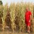 Suša prepolovila prinose kukuruza na severu Vojvodine. Ratari traže pomoć