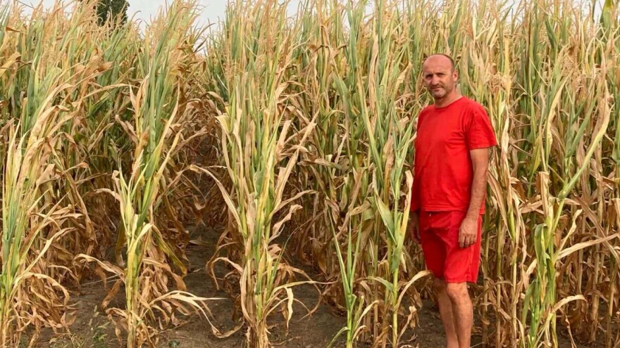 Suša prepolovila prinose kukuruza na severu Vojvodine. Ratari traže pomoć