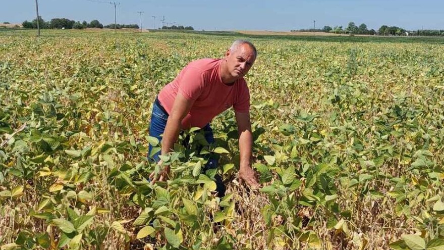 Proizvođači soje razočarani: Potpuno je podbacila, nema kiše koja će je spasiti