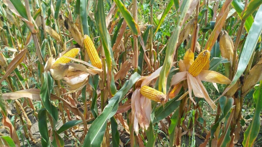 Rano smo trljali ruke: Hoće li suša dovesti do rasta cijena?