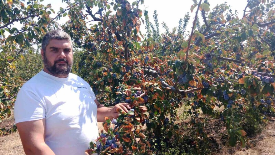 Poljoprivrednici traže proglašenje elementarne nepogode zbog suše