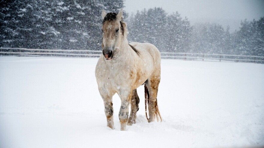 Medo težak k'o tuč: Konj iz Sjenice kandidat i za Ginisovu knjigu rekorda