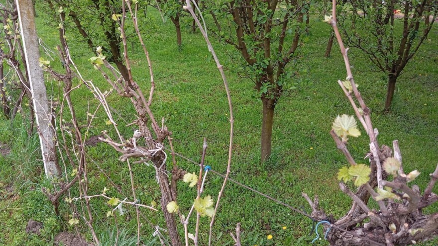 Na vreme zaštite vinovu lozu, prete pepelnica i crna pegavost