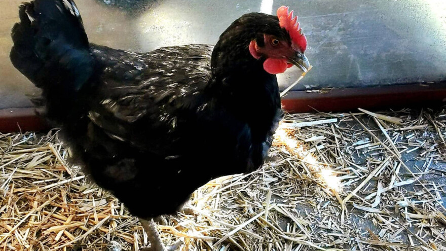 Ponudu ekoloških proizvoda OPG Marice Završki upotpunio jajima