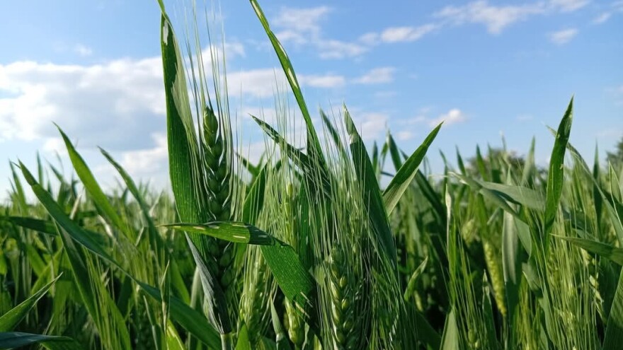 Manje hemije, više znanja: Pratite prag štetnosti, ne nagađajte!