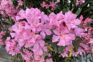 Oleander očarava bojama, ali i skriva opasnost - evo saveta za uzgoj