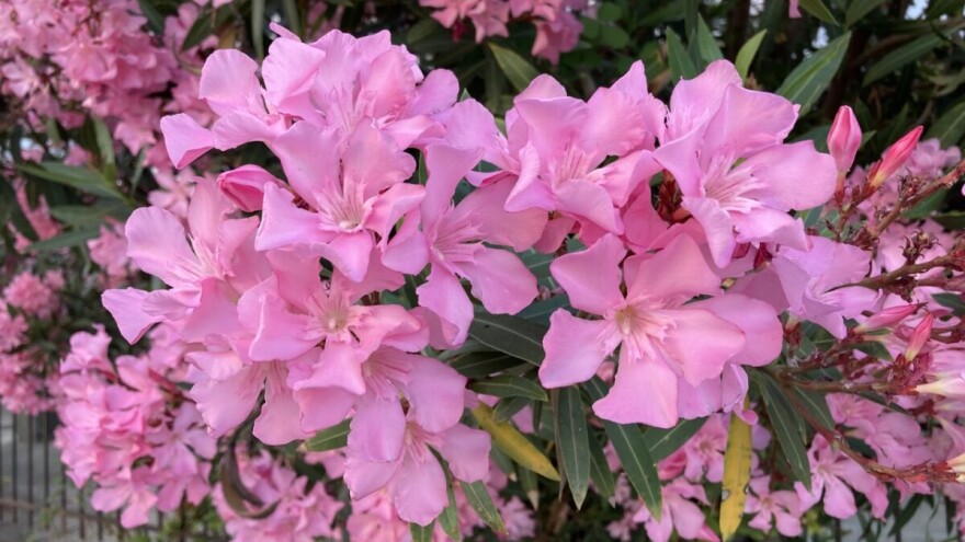 Oleander očarava bojama, ali i skriva opasnost - evo savjeta za uzgoj