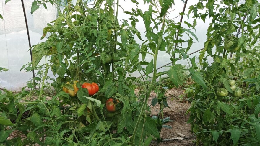 Zašto paradajz ne sazreva? Ovo je najčešća greška koja se pravi u proizvodnji