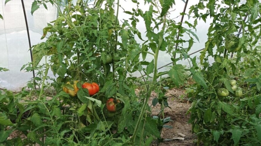 Zašto rajčica ne zrije? Evo najčešća greška koja se radi u proizvodnji