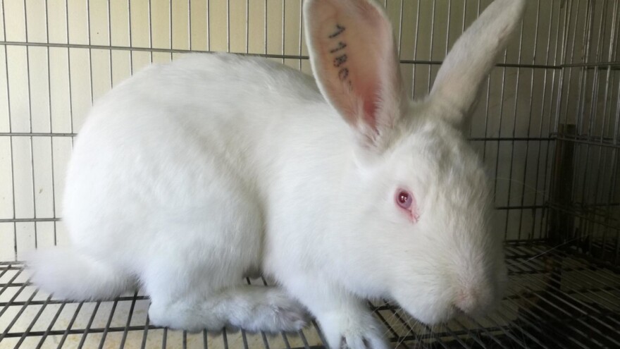 Kunići: Za tri meseca dostignu tri kilograma - meso zdravo i ukusno