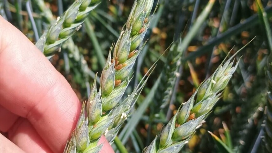 Uši na klasovima pšenice - je li tretman opravdan?