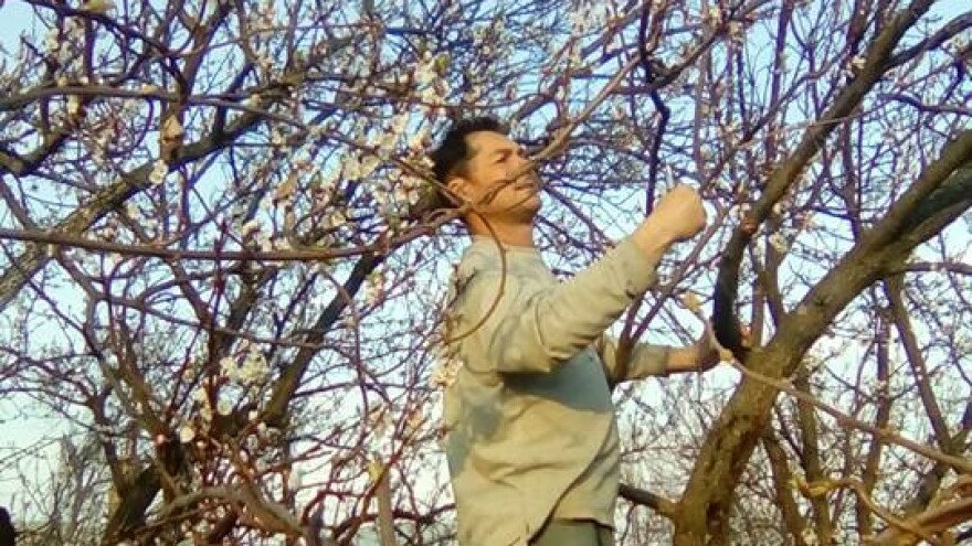 Na OPG-u Loboda nema praznog hoda, u slavonskoj ravni zasadili su i bademe