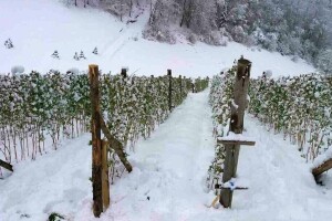 Kako postupiti prema voćkama nakon snijega i minusa?
