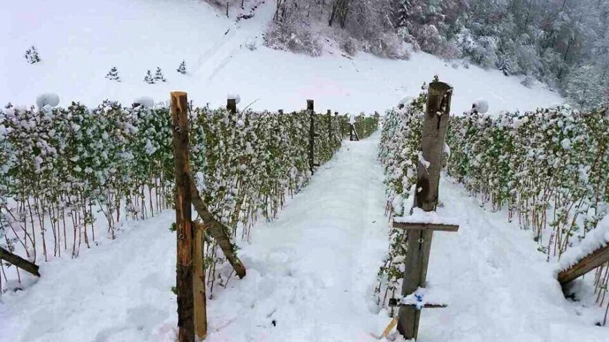 Kako postupiti prema voćkama nakon snijega i minusa?