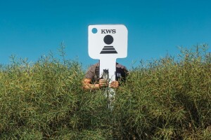 Sjeme KWS uljane repice je spremno s potpunom zaštitom - pazite na korake uzgoja!