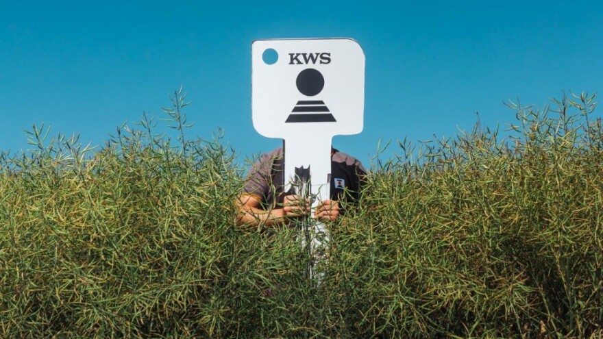 Sjeme KWS uljane repice je spremno s potpunom zaštitom - pazite na korake uzgoja!