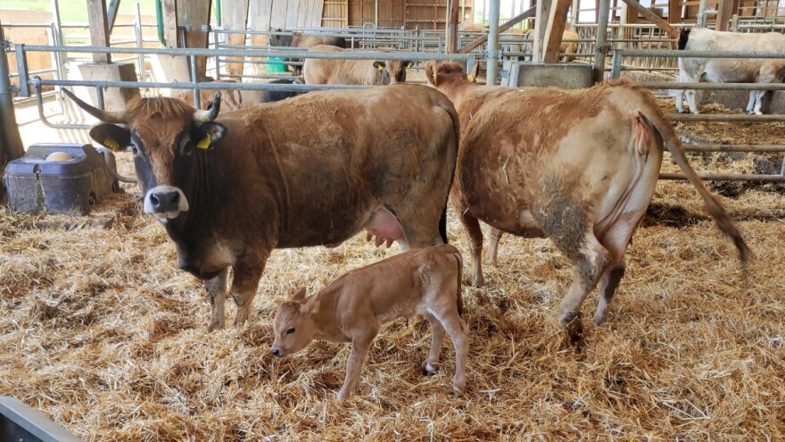 Tovljači junadi: Gubici su do 2.200 kuna po grlu