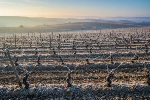 18. Sjednica o vinogradarstvu i voćarstvu