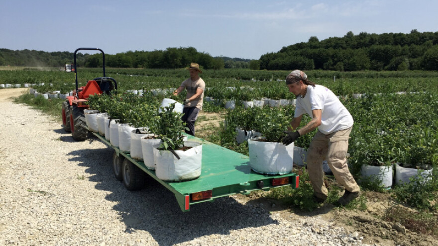 Pitomača subvencionira sadnju voća