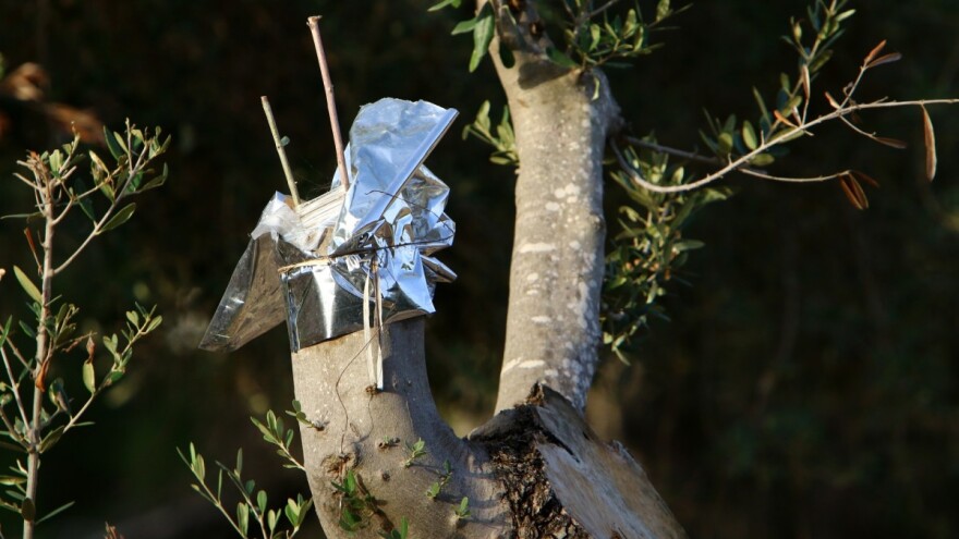 Precjepljivanje odraslih maslina - kada i kako?