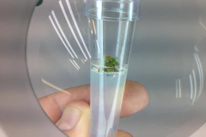 ZZ Plantaža Balli donosi in vitro sadnice u Srbiju