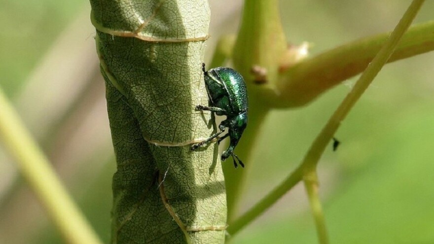Vreme idealno za napad cigaraša: Vinogradari i voćari, da li ste ih već uočili?