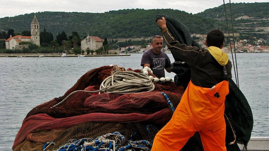 Epidemija pogađa i domaće ribare, zaustavljen izvoz srdele