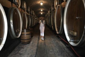 Želite razgledati vinski podrum iz 1450. godine? Dođite na 6. Noć vina u Iloku!
